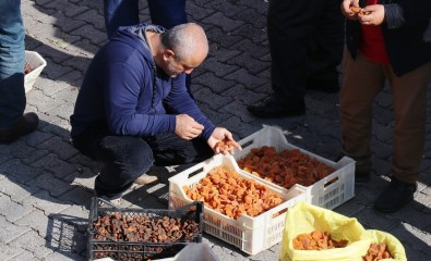 Kayısı İhracatında Gelir Düştü