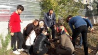 REHBER ÖĞRETMEN - Öğrenciler Okul Bahçelerine Fidan Dikti