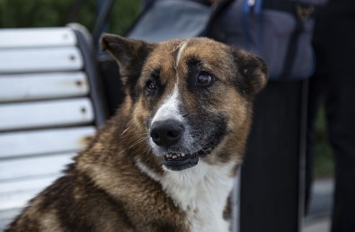 Ölen Sahibinin Dönmesini 9 Yıl Bekleyen Köpek Açıklaması Kırım'ın Haçiko'su