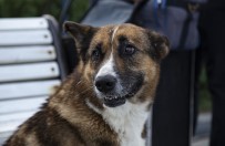 KıRıM - Ölen Sahibinin Dönmesini 9 Yıl Bekleyen Köpek Açıklaması Kırım'ın Haçiko'su