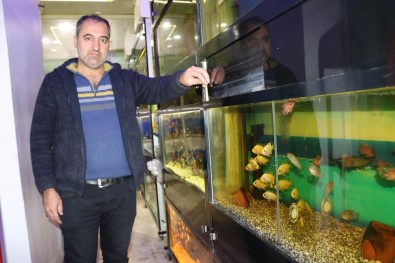 Süs Balıklarına İlgi Artıyor