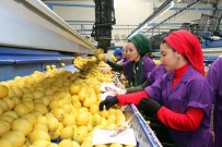 İSPANYA - Türk Narenciyesi İlk Kez Uruguay Pazarına Giriyor