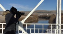KAFKAS ÜNİVERSİTESİ - Yeşilbaş Yaban Ördekleri Kafkas Üniversitesi Sulak Alanı'nda