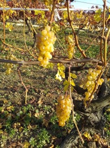 Geyve'de Üzüm Hasadı Devam Ediyor