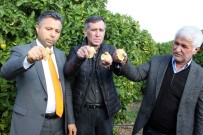 ROMANYA - Hasat Limon Sıkılarak Başladı