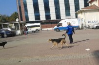 SOKAK KÖPEĞİ - Hayvanseverlerden Erdek Belediyesine Tepki