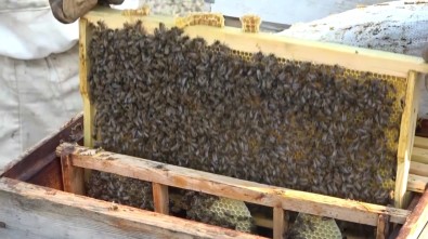 Arılar Kış Uykusuna Yatırılıyor