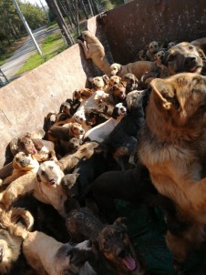 Jandarmanın Mersin'e Gönderdiği Sahipsiz Hayvanlar Alanya Barınağına Geri Getirildi