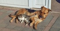 ALPAGUT - Kedi Ve Köpeğin Dostluğu Görenleri Şaşırtıyor