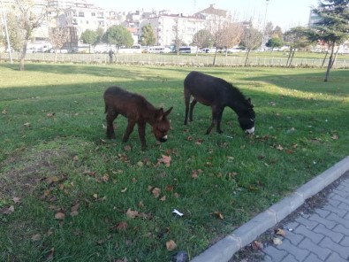(Özel) İstanbul'un En Kalabalık İlçesinde Vatandaşların Eşek Ve Sıpa Şaşkınlığı