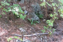 YUNAN ADALARI - 'Ak Zambak Eylem Planı' Tamamlandı