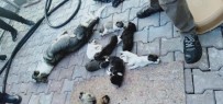 REHABILITASYON - Barınakta 20 Köpek Ölüsü Bulan Hayvanseverler Şoke Oldu