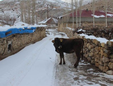 Jandarmadan başıboş gezen ineğe trafik cezası kesilmesine açıklama
