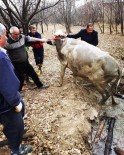 Su Dolu Kuyuya Düşen İneği İtfaiye Kurtardı