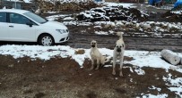 ÇOBAN KÖPEĞİ - Sürüyü Koruyan Çoban Köpeklerinin Drone İle İmtihanı