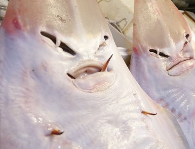 Balıkçıların yeni kabusu: İnsan yüzlü sapan balığı