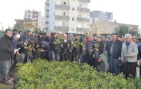 Erdemli'de Çiftçilere Ücretsiz Harnup Fidanı Dağıtıldı