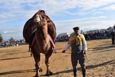 Karacasu'da Deve Güreşi Heyecanı Yaşandı