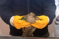 REHABILITASYON - Tedavi Edilen Atmaca Doğaya Salındı