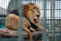 Hayvanat Bahçesine 3,3 Milyon Ziyaretçi