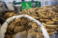 VIETNAM - Hong Kong'da 8 Ton Karıncayiyen Pulu Ele Geçirildi