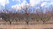 HASAR TESPİT - İzmir'de Rekor Yağış Tarım Arazilerini Göle Döndürdü