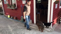 SOKAK KEDİSİ - Sokak Kedisi İle Yavru Köpeklerin Şaşırtan Dostluğu