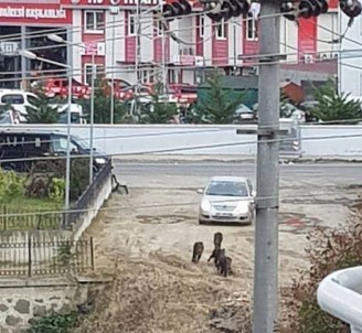Yaban Domuzları Şehre İndi