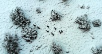 Karlı Dağlarda Yaban Keçileri Havadan Görüntülendi Haberi