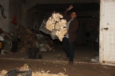 (Özel) Sarımsak Depoda Çürüdü