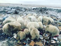 Rusya'da Kutup Ayıları Şehre İndi