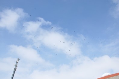 Sığırcık Kuşlarından Görsel Şölen