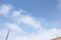 SIĞIRCIK - Sığırcık Kuşlarından Görsel Şölen