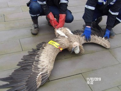 Kahramanmaraş'ta Nesli Tükenmekte Olan Kızıl Akbaba Bulundu