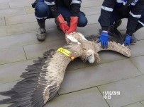 Kahramanmaraş'ta Nesli Tükenmekte Olan Kızıl Akbaba Bulundu