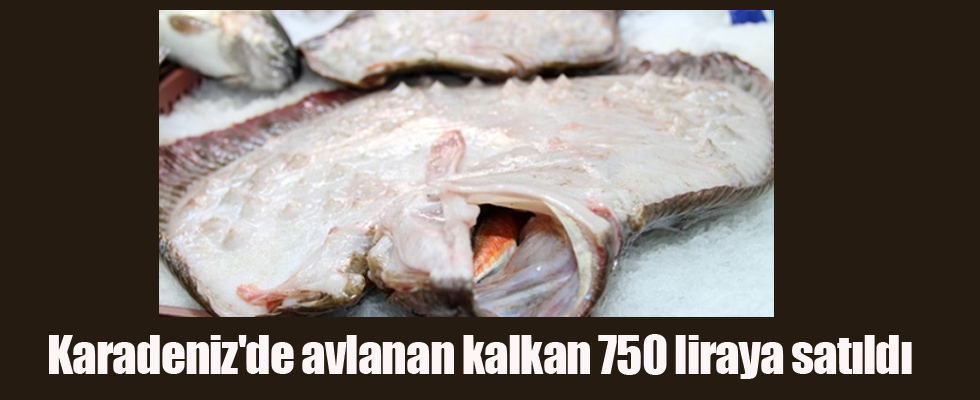 Karadeniz'de avlanan kalkan 750 liraya satıldı