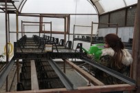 TAFLAN - Nevşehir Belediyesi Sera Bitkileri Yetiştiriyor