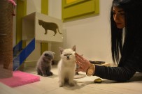 ORMAN VE SU İŞLERİ BAKANLIĞI - (Özel) Petshopçulardan Merdiven Altında Hayvan Satışı Uyarısı