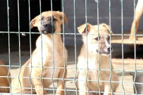 ÇANKAYA BELEDIYESI - Sokak Hayvanlarına Yönelik Çalışmalar Sürüyor