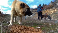 SOKAK KÖPEKLERİ - Türk Chopper Motosiklet Grubu Üyeleri Sokak Hayvanları İçin Yem Ve Mama Bıraktı