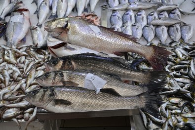 Balıkçılarda Levrek Sevinci