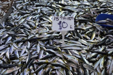 Balıklar Azalıyor, Esnaf Satış Yapamıyor