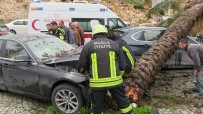 PALMİYE AĞACI - Otomobilin Devirdiği Ağaç Başka Bir Otomobili Hurdaya Çevirdi