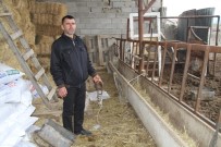 HÜSEYİN ÇELİK - Vurularak Çöp Arabasına Atılan Köpek Tartışması Büyüyor