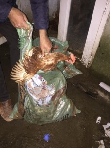 Çanakkale'de Tavuk Hırsızlığı