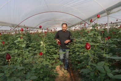 Gül Üreticisinin Yüzü İthal Gül Yüzünden Gülmedi