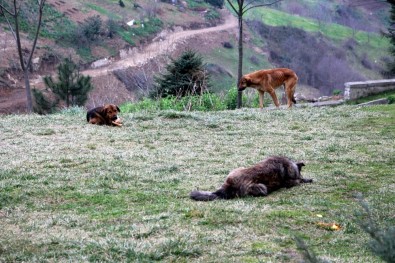 Trabzon'da Bir Mahallenin Başı Köpeklerle Dertte