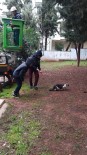 YEDITEPE - Ağaçta Mahsur Kalan Kedi 2 Gün Sonra Kurtarıldı