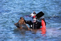 BITEZ - Denizden Çıkanlar Şok Etti