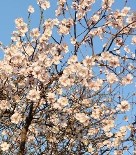 LODOS - Didim'de Bademler Çiçek Açtı